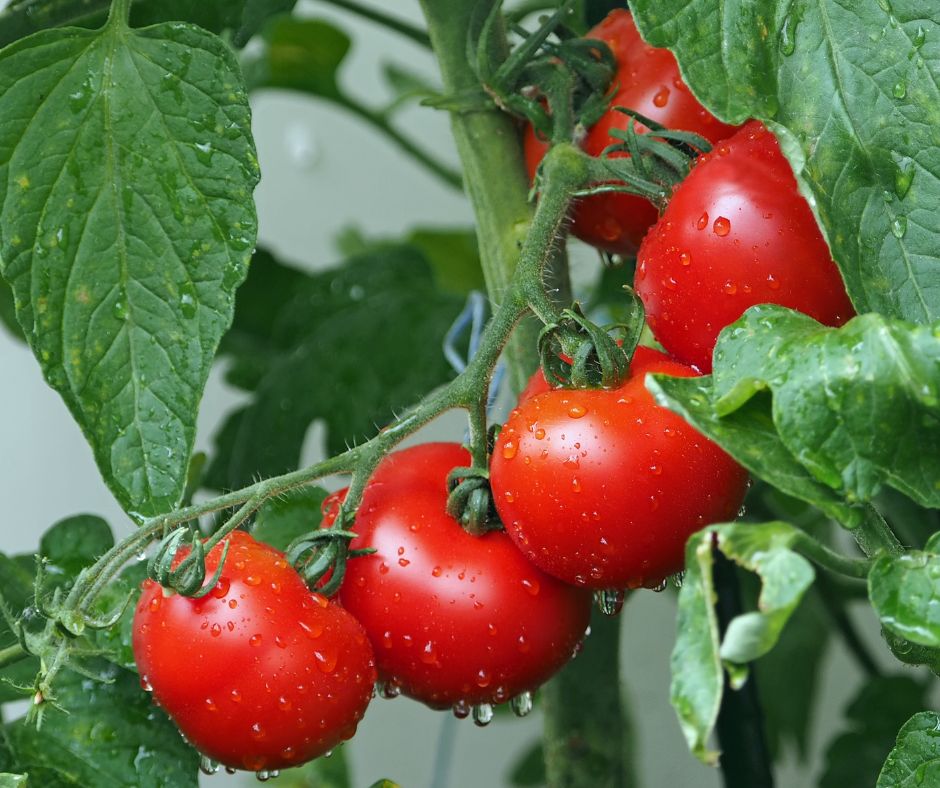 Pomidor - uprawa, choroby i ochrona