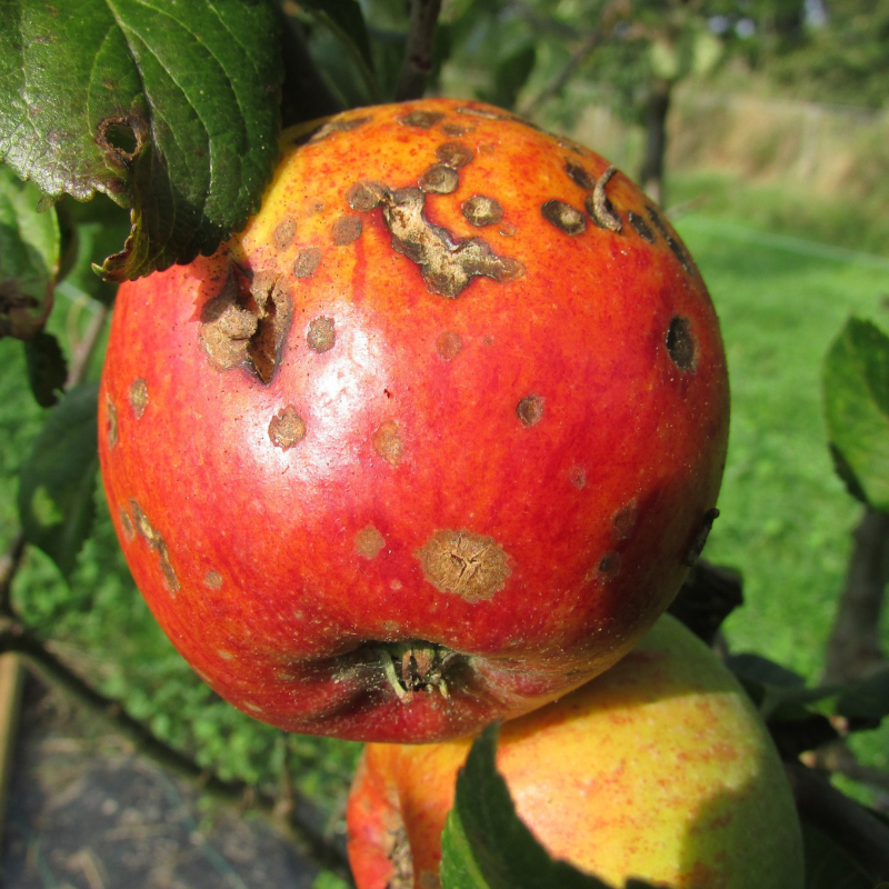 choroby jabłoni - parch jabłoni
