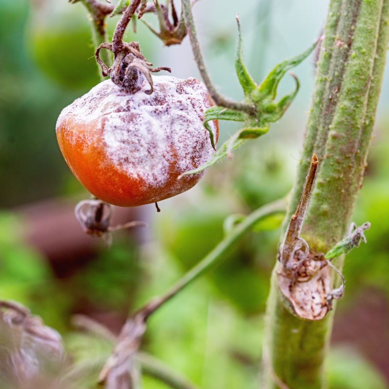 Szara pleśń na pomidorze